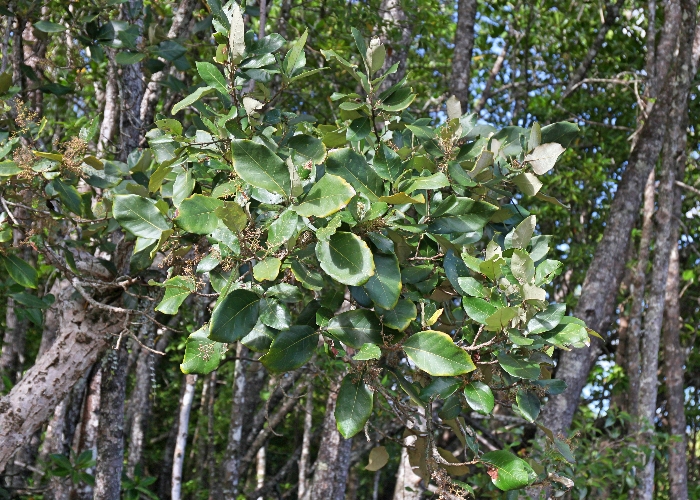 Australian Mangroves - Malvaceae